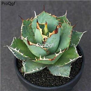 59usd Ngryise 1Pcs A set renwangguan Agave americana plant