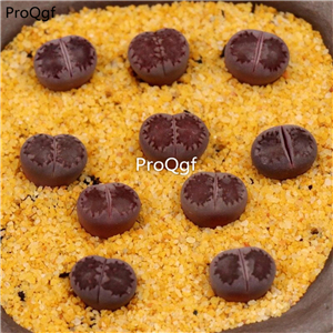 15usd Ngryise 3Pcs A set Lithops purple salicola plant