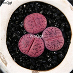 39usd Ngryise 3Pcs A set c393a ziqiuliu plant