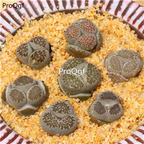 19usd Ngryise 3Pcs A set benchi stone flower plant