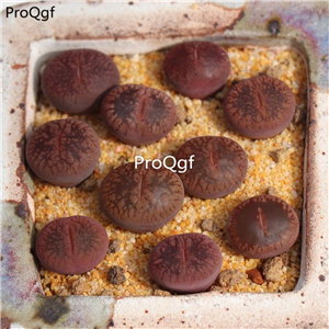 25usd Ngryise 10Pcs A set dark red rilun stone flower plant