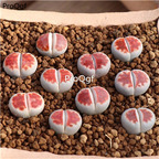 25usd Ngryise 10Pcs A set white red hongchuang stone flower plant