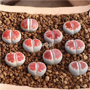 25usd Ngryise 10Pcs A set white red hongchuang stone flower plant