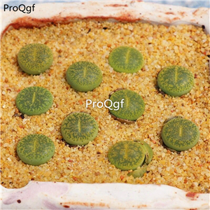 25usd Ngryise 10Pcs A set lvzixun stone flower plant