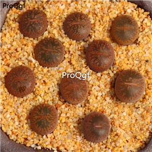25usd Ngryise 10Pcs A set zixun stone flower plant