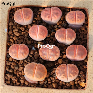 25usd Ngryise 10Pcs A set fenhuawen stone flower plant