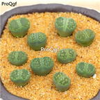 25usd Ngryise 10Pcs A set lvlifuren stone flower plant