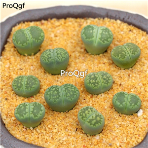 25usd Ngryise 10Pcs A set lvlifuren stone flower plant
