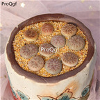 25usd Ngryise 5Pcs A set fenquyu stone flower plant