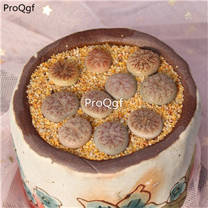 25usd Ngryise 5Pcs A set fenquyu stone flower plant