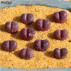 25usd Ngryise 5Pcs A set hongdanei stone flower plant