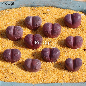 25usd Ngryise 5Pcs A set hongdanei stone flower plant