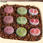 25usd Ngryise 9Pcs A set rilun lvzixun hongchuang stone flower plant
