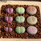 25usd Ngryise 9Pcs A set hongdanei lvlifuren fenqu stone flower plant