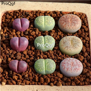 25usd Ngryise 9Pcs A set hongdanei lvlifuren fenqu stone flower plant