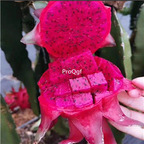 29usd Ngryise 2Pcs A set huolongguo rare dragon fruit plant