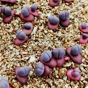25usd Ngryise 5pcs a set purple Pleiospilos nelii Schwantes plant