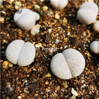 25USD Ngryise 8Pcs A Set lingyaoyu white stone flower PLANT