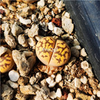 25usd Ngryise 8Pcs A Set yellow lihongyu stone flower plant