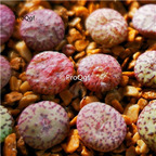 25usd Ngryise 5Pcs A Set anzhen stone flower plant
