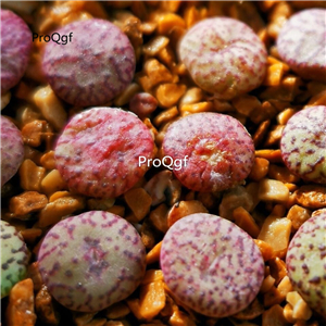 25usd Ngryise 5Pcs A Set anzhen stone flower plant
