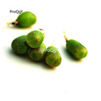 25usd Ngryise 10Pcs A Set fenglingyu stone flower plant