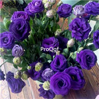 19usd Ngryise 8000Pcs A Set Eustoma grandiflorum seed