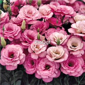 19usd Ngryise 8000Pcs A Set Eustoma grandiflorum seed