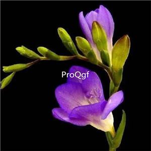 18usd Ngryise 10Pcs A Set Freesia hybrida bulb