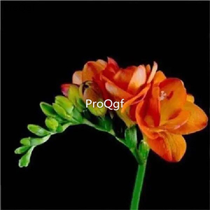 18usd Ngryise 10Pcs A Set Freesia hybrida bulb special