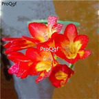 18usd Ngryise 10Pcs A Set Freesia hybrida bulb special