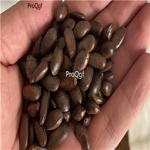 29usd Ngryise 50Pcs A Set Annona squamosa  seed