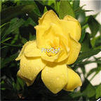 19usd Ngryise 50Pcs A Set Gardenia jasminoides seed