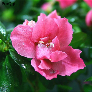 19usd Ngryise 50Pcs A Set Gardenia jasminoides seed
