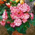 19usd Ngryise 2000Pcs A Set  seed