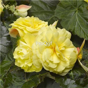 19usd Ngryise 2000Pcs A Set  seed