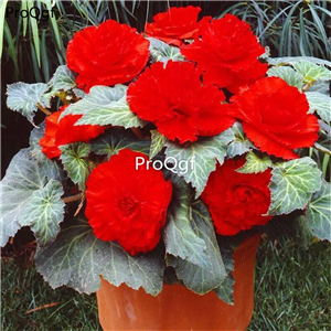 19usd Ngryise 2000Pcs A Set hot seed