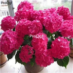 19usd Ngryise 2000Pcs A Set many series hydrangea seed
