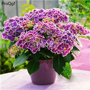 19usd Ngryise 2000Pcs A Set many series hydrangea seed