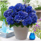 19usd Ngryise 2000Pcs A Set many series hydrangea seed rare