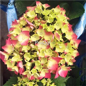 19usd Ngryise 2000Pcs A Set many series hydrangea seed rare