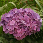 19usd Ngryise 2000Pcs A Set many series hydrangea seed lovely