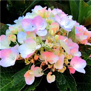 19usd Ngryise 2000Pcs A Set many series hydrangea seed lovely