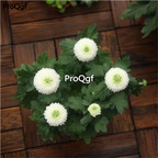 19usd Ngryise 2000Pcs A Set ping pong chrysanthemum seed