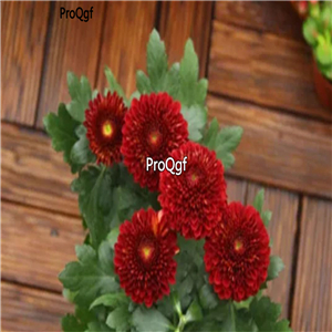 19usd Ngryise 2000Pcs A Set ping pong chrysanthemum seed