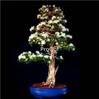 19usd Ngryise 2000Pcs A Set Albizia julibrissin seed