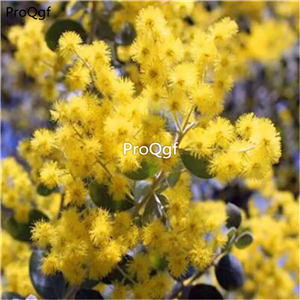 19usd Ngryise 2000Pcs A Set Albizia julibrissin seed