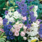 19usd Ngryise 6000Pcs A Set bell flower seed