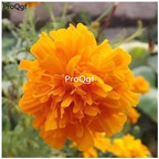 19usd Ngryise 6000Pcs A Set carnation rare seed