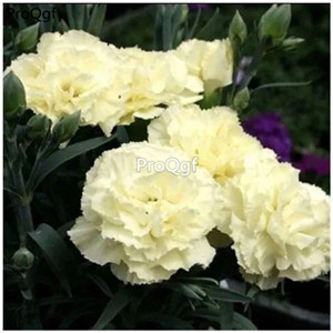 19usd Ngryise 6000Pcs A Set carnation rare seed